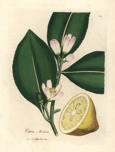 White blossom and ripe fruit segment of the lemon tree, Citrus medica