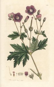 Wood Cranesbill or Woodland Geranium, Geranium sylvatium