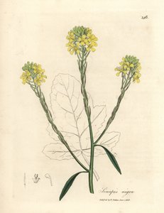 Yellow Flowered Black Mustard, Sinapis nigra by James Sowerby