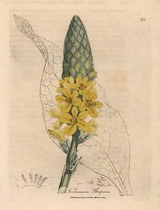 Yellow flowered great broad-leaved mullein, Verbascum thapsus