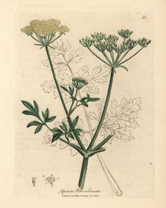 Yellow flowered parsley, Apium petroselinum