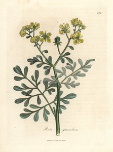 Yellow Flowered Rue, Ruta Graveolens