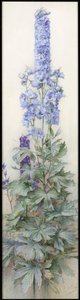 Delphiniums, c.1920 by James Valentine Jelley