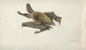 A Bat