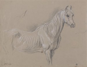 A Mare