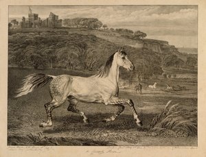 Cossack Horse, from Celebrated Horses, a set of fourteen racing prints published by the artist, 1823-24