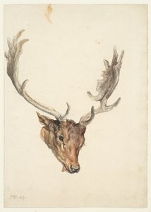 Head of a Stag