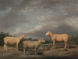 Ryelands Sheep, the King