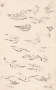 Studies of Gulls by James Ward