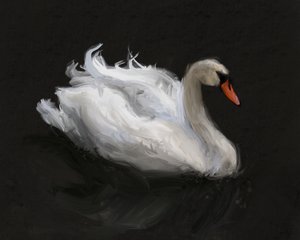 Graceful White Swan