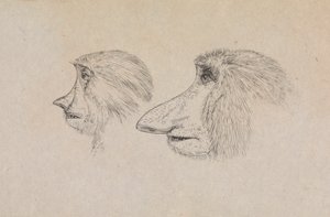 Heads of Two Proboscis Monkeys by James de Carle Sowerby