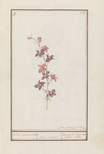 Larkspur (Consolida)