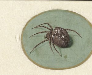 Spider