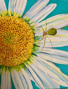 Watermelon Spider by Jan Barzottini