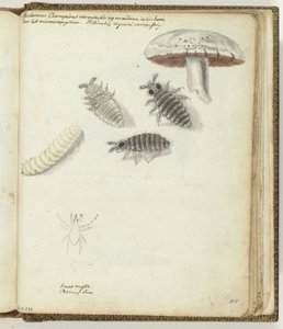 Mushroom Worms by Jan Brandes