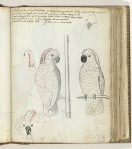 Cockatoo from Ambon by Jan Brandes
