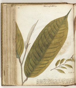 Durian Leaf by Jan Brandes