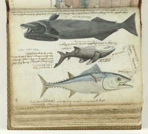 A Tuna, a Shark, and a Remora