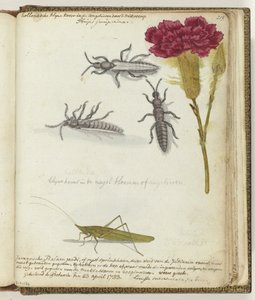 Dutch Beetle and Javanese Rice Locust by Jan Brandes