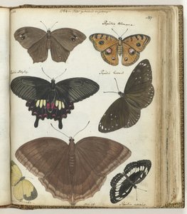 Indian Butterflies