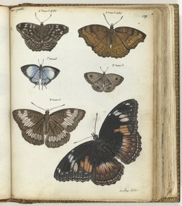 Indian Butterflies