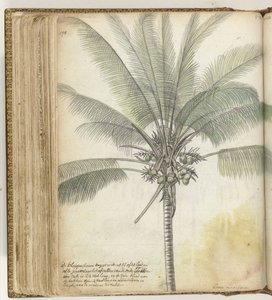 Coconut Tree by Jan Brandes