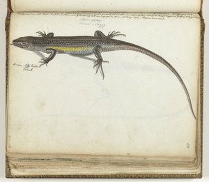 Land and Water Lizard by Jan Brandes