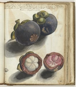 Mangosteen