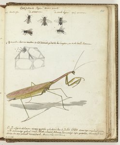 East Indian Bees and Grasshopper