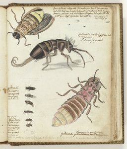 East Indian and Gelderland Glowworms by Jan Brandes