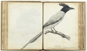 Paradise Flycatcher