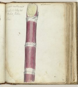 Red Sugarcane