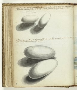 Turtle and Snake Eggs by Jan Brandes