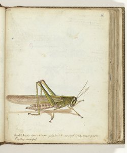Grasshopper by Jan Brandes