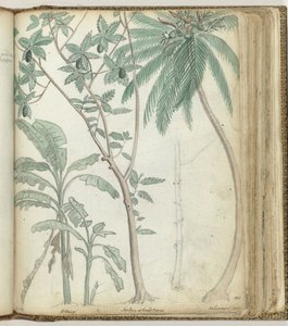 Tropical Trees by Jan Brandes