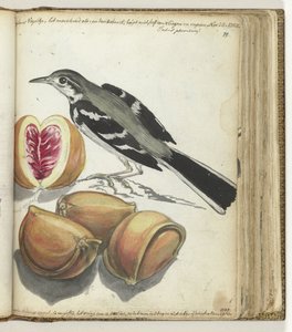 Wagtail with Fruit by Jan Brandes