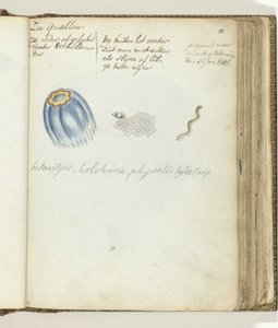 Jellyfish by Jan Brandes