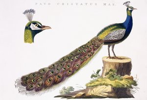 Peafowl