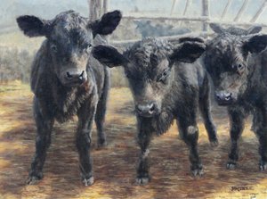 Curious Black Calves by Jan Clizer