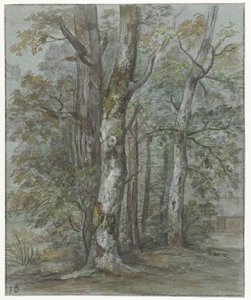 Tree Study
