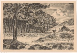 Forest in a Hilly Landscape