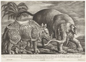 Elephant and Rhinoceros by Jan Griffier (I)