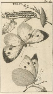 Caterpillars, Pupae, and Butterflies IV by Jan Luyken