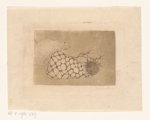Mouse, Shell, and Thistle