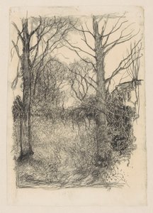 Forest Edge