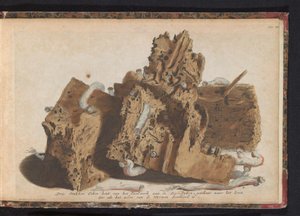 Parts of Pile Work Damaged by Shipworms, 1731 by Jan Ruyter