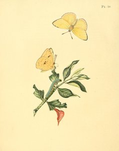 Phoebis sennae (as syn. Papilio hyperici) by Jan Sepp