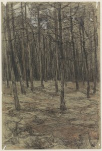 Forest Landscape