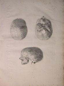 Albinus II, Pl. III, Cranial bone, illustration from 