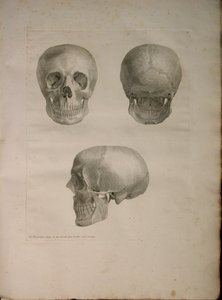 Albinus II, Pl. I, Illustration from 